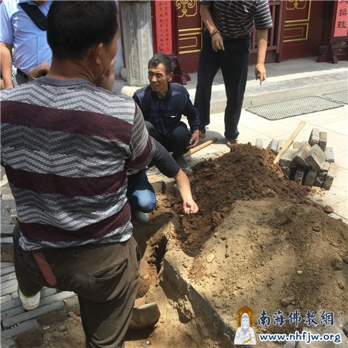考察古柏根系
